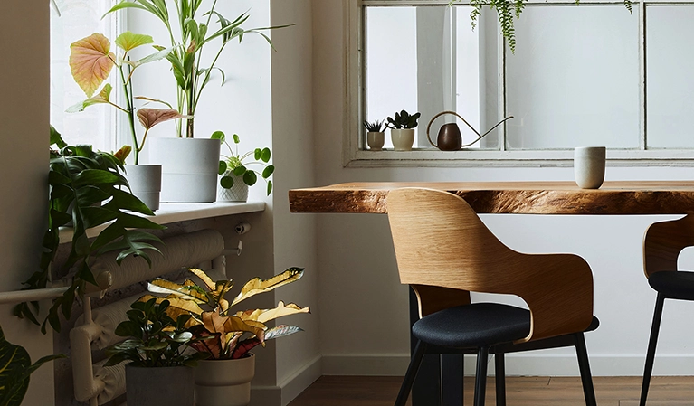 The Magic of Indoor Plants in Interior Design